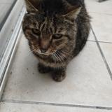 Picture of cat found at Bordeaux 33800