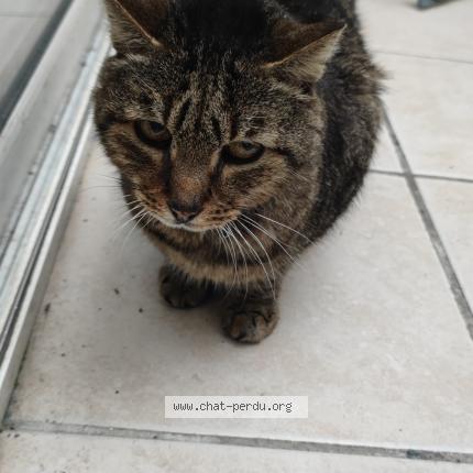 Photo 1/1 Found cat Found in Bordeaux 33800