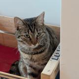 Picture of cat lost at Nice