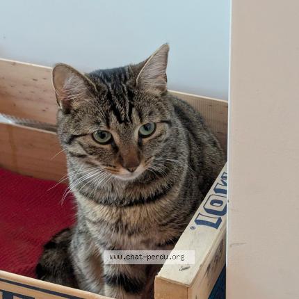 Photo 1/1 Yuka Chat lost in Nice