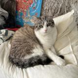 Picture of cat lost at Pessac