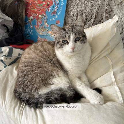 Photo 1/1 Salamèche Chat lost in Pessac