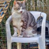 Picture of cat lost at Saint Cere