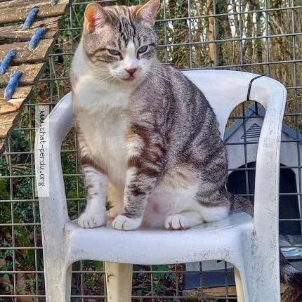 Photo 1/1 TATSU Chat lost in Saint cere