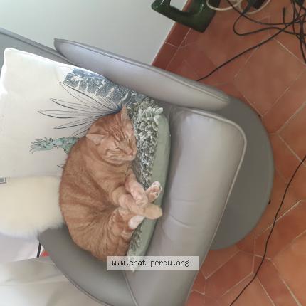 Photo 1/1 smoothie Chat lost in Six fours