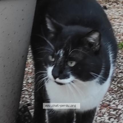 Photo 1/1 Found cat Found in Aubagne