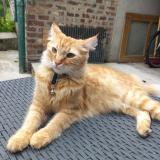 Picture of cat lost at Ribemont