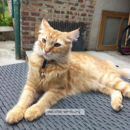 Photo 1/1 Zephir Chat lost in Ribemont