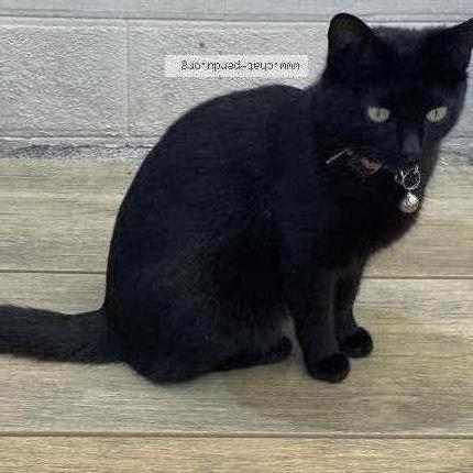 Photo 1/1 Chiquita Chat lost in Gorges