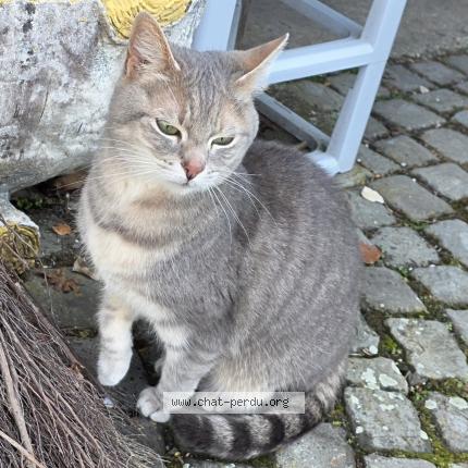 Photo 1/1 Found cat Found in Lausanne