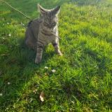 Picture of cat found at St Clair De La Tour 38110