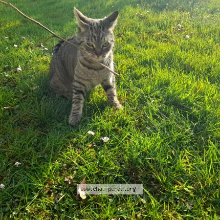 Photo 1/1 Cat reunited Found in St clair de la tour 38110