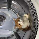 Picture of cat lost at Montreal