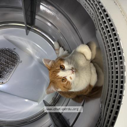 Photo 1/1 Toupie Chat lost in Montreal