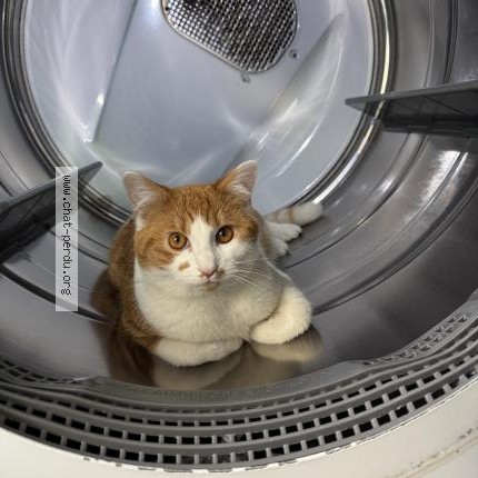 Photo 1/1 Toupie Cat lost in Montreal