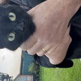 Picture of cat found at Percy