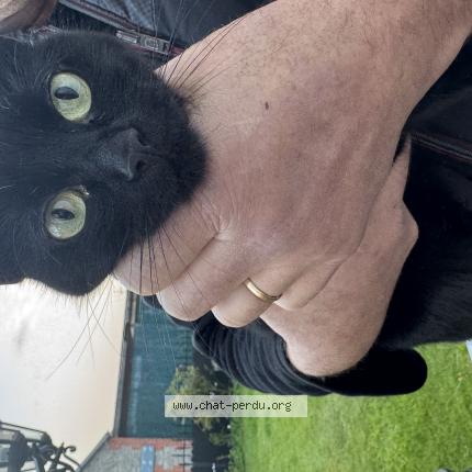 Photo 1/1 Found cat Found in Percy