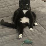 Picture of cat lost at Indianapolis