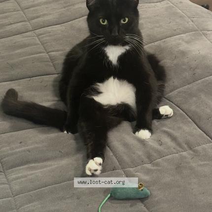 Photo 1/1 Kitty Chat lost in Indianapolis