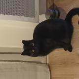 Picture of cat lost at Reze