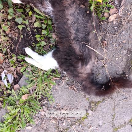 Photo 1/1 Found cat Found in Nomain