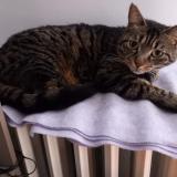 Picture of cat lost at Les Noes Pres Troyes