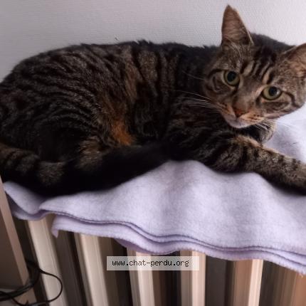 Photo 1/1 Omale Chat lost in Les noes pres troyes