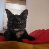 Picture of cat lost at Aix En Provence