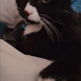 Picture of cat lost at Iffendic