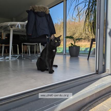 Photo 1/1 Cat reunited Lost in Kutzenhausen