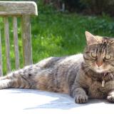 Picture of cat lost at Incourt