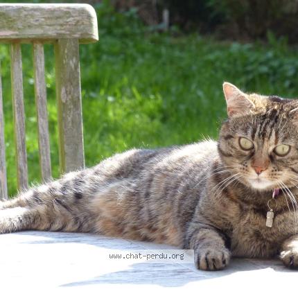 Photo 1/1 pelote Chat lost in Incourt