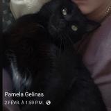 Picture of cat lost at Trois Rivieres