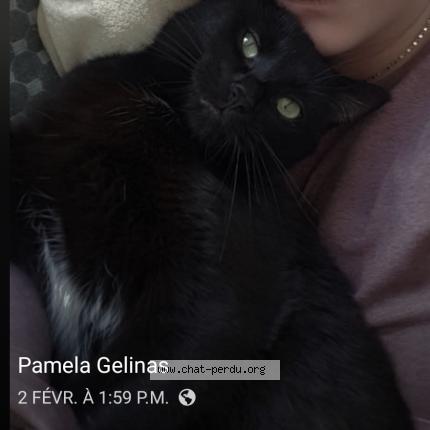 Photo 1/1 Lili Chat lost in Trois rivieres