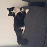 Picture of cat lost at Thorigny Sur Marne