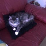 Picture of cat lost at Chouze Sur Loire