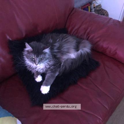 Photo 1/1 Neptune Chat lost in Chouze sur loire