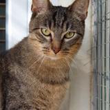 Picture of cat lost at Dammartin En Goele