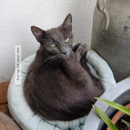 Photo 1/1 POPI Chat lost in Sainte neomaye