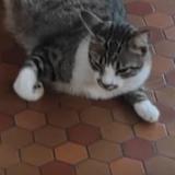 Picture of cat lost at Yvrac