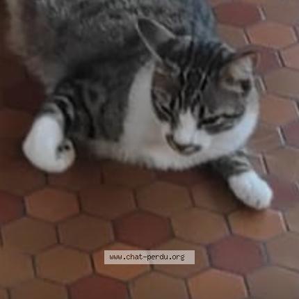 Photo 1/1 Fayan Chat lost in Yvrac