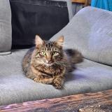 Picture of cat lost at Ceaux