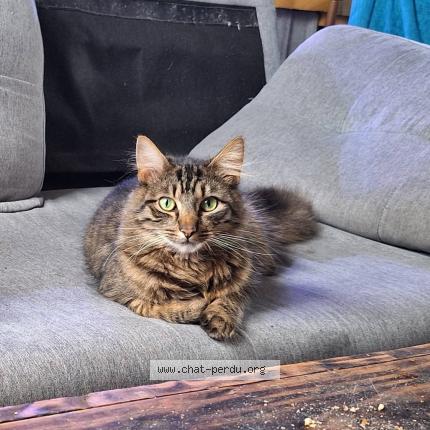 Photo 1/1 Wally Chat lost in Ceaux