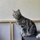 Picture of cat lost at Bourg En Bresse