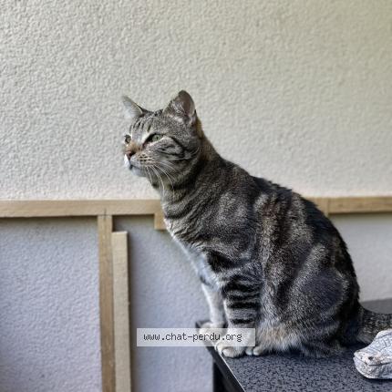 Photo 1/1 Youyou Chat lost in Bourg en bresse