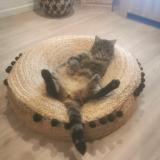 Picture of cat lost at Lahas