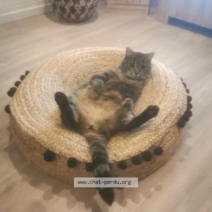 Photo 1/1 Maya Chat lost in Lahas