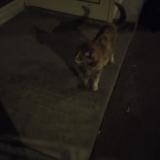 Picture of cat found at Paris