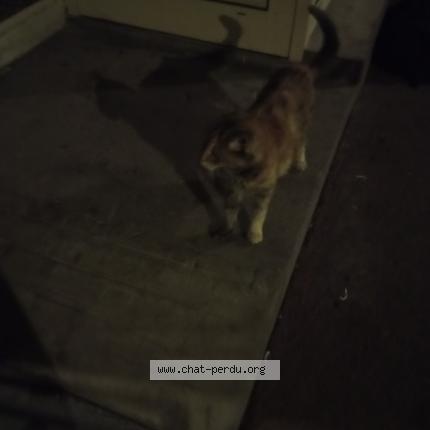 Photo 1/1 Found cat Found in Paris