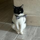 Picture of cat lost at Exireuil